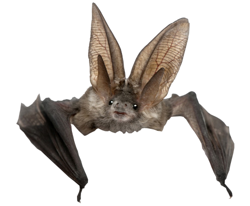 BAT